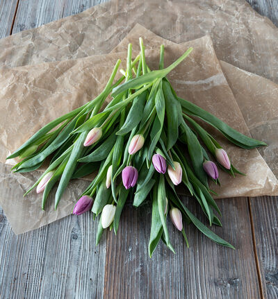 12 stk tulipaner i kalde farger
